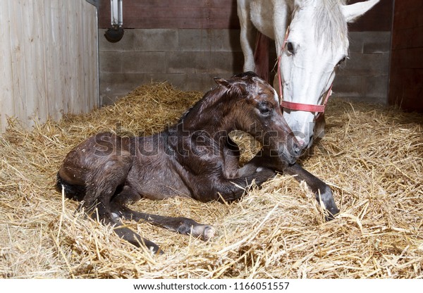 a\
brown foal is born in a horse box and lies in the\
straw