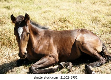Brown Foal Lying down, Baby horse laying in the grass paddock, little baby horse filly colt laying down. Bay Foal Horse, Brown Chestnut Bay 