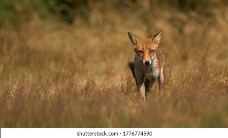 Brown Fox Hiding In Long Grass And Hunting For Prey During Autumn