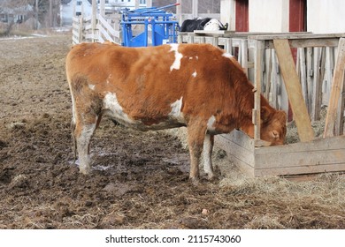 Brown Free Range Cow Feeding At The Farm.