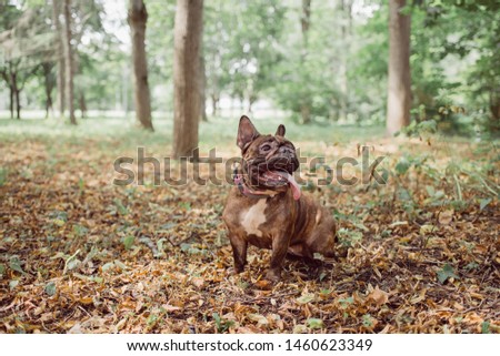 Brown french bulldog with a collar.  Bulldog.