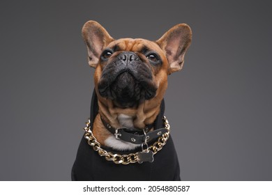 651 Bulldog chain Images, Stock Photos & Vectors | Shutterstock