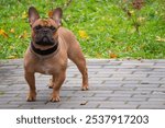 A brown French Bulldog on a walk in a fall park. A dog walking in the square