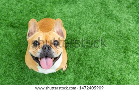Similar – Image, Stock Photo Happy Dog on Green Grass