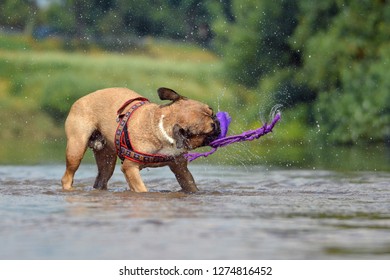 Brown French Bulldog Standing In River Shaking A Dog Toy With Water Drops Flying All Around