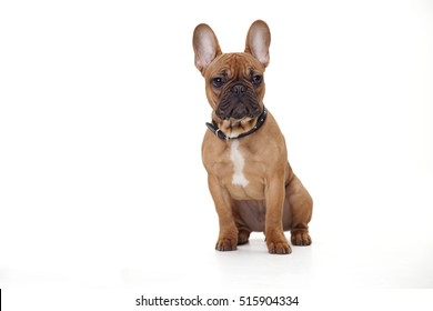 Brown French Bulldog Studio Shot