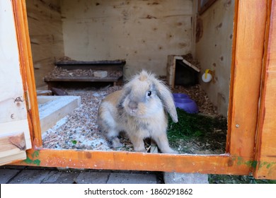 465 French lop rabbit Images, Stock Photos & Vectors | Shutterstock