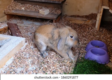 465 French Lop Rabbit Images, Stock Photos & Vectors 