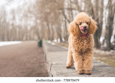 can a poodle be an outside dog