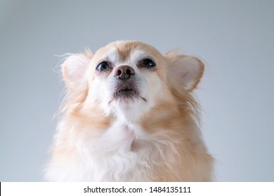 brown friendly chihuahua dog close up white wall background - Shutterstock ID 1484135111