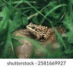 Brown frog on a dry leaf among green grass, natural habitat, macro.