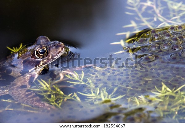 Brown frog and frog\
spawn