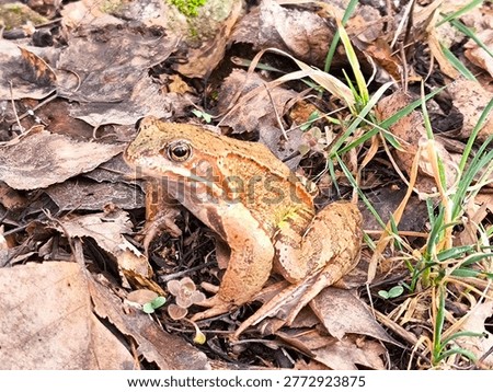 Brown frog in the spring in the forest