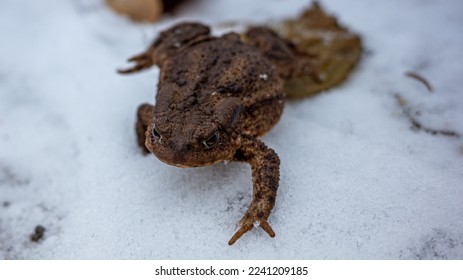 Brown frog or toad viewed from the front walking across an icy surface.