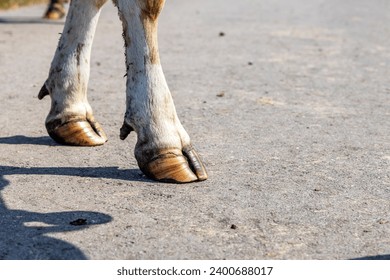 Brown front hooves of a cow standing on the road, hoof of a dairy cow standing on a path, red and white fur