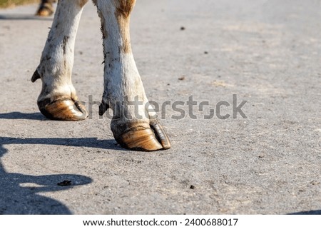 Brown front hooves of a cow standing on the road, hoof of a dairy cow standing on a path, red and white fur Stock photo © 