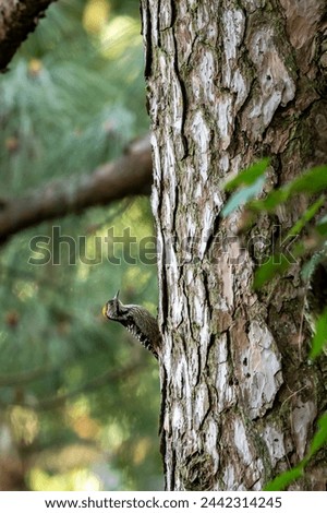brown fronted woodpecker or Leiopicus auriceps bird on pine tree trunk during winter migration season at foothills of himalaya uttarakhand india asia