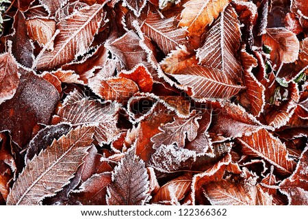 Brown Frozen leaves background texture symbolizing winter mornings