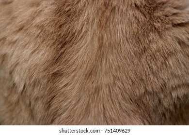 Brown Fur Of Cat