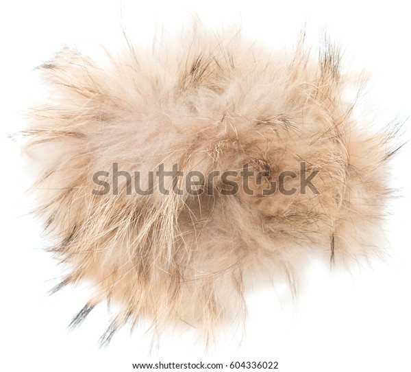 Brown Fur On White Background Stock Photo (Edit Now) 604336022