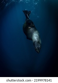 Brown Fur Seal, Wild Coast, South Africa