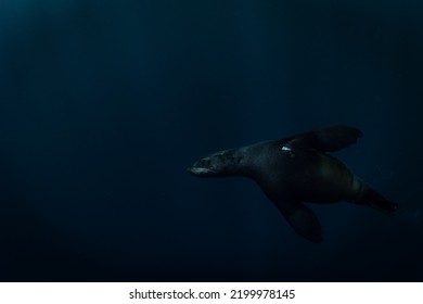 Brown Fur Seal, Wild Coast, South Africa