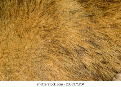 Brown Fur Texture Abstract Fur Background