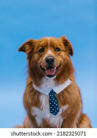 Brown Furry Dog With Open Mouth Wearing Tie