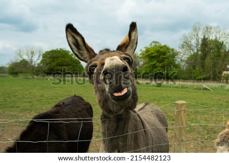 Brown furry donkey with big ears looking at the camera, poking his tongue out. Comical donkey. Funny farm animal. Humorous shot.