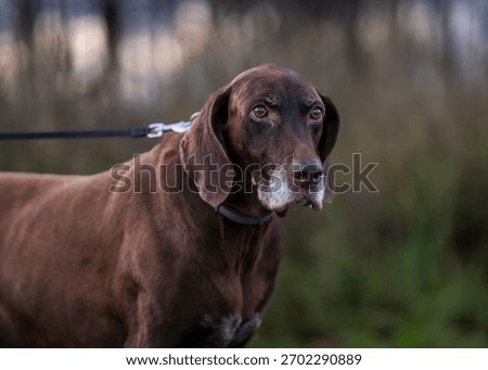 Brown german shorthaired pointer in the evening light in the nature. Liver brown german shorthaired pointer, a muscular hunting dog.  