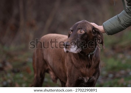 Brown german shorthaired pointer in the evening light in the nature. Liver brown german shorthaired pointer, a muscular hunting dog.  