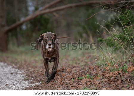 Brown german shorthaired pointer in the evening light in the nature. Liver brown german shorthaired pointer, a muscular hunting dog.  