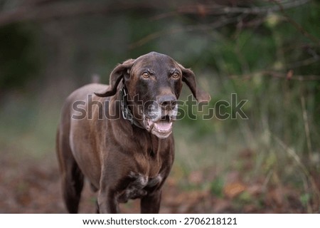 Brown german shorthaired pointer in the evening light in the nature. Liver brown german shorthaired pointer, a muscular hunting dog.  