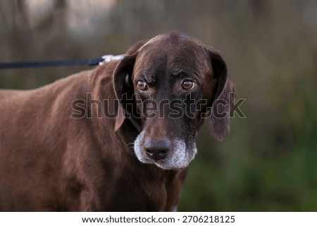 Brown german shorthaired pointer in the evening light in the nature. Liver brown german shorthaired pointer, a muscular hunting dog.  