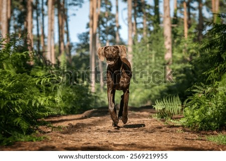 Brown German Shorthaired Pointer GSP in Windsor Great Park on a fast run in the forest
