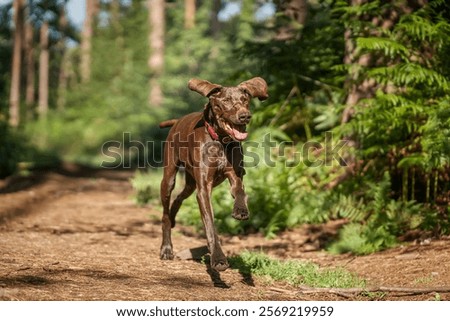 Brown German Shorthaired Pointer GSP in Windsor Great Park on a fast run in the forest