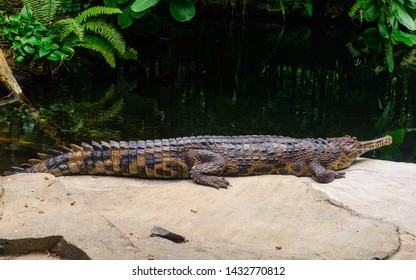 Brown Gharial (Gavialis Gangeticus), Also Known As The Gavial, And Fish-eating Crocodile Is A Crocodilian In The Family Gavialidae