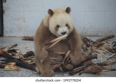 A Brown Giant Panda, The Only Brown Giant Panda In Captivity In The World, Is Pictured In The Qinling Mountains In Xi 'an.