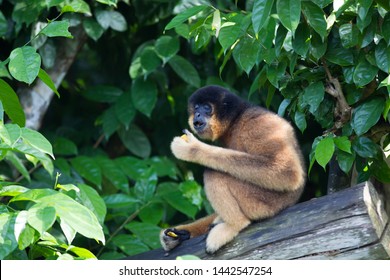 Brown Gibbon Eating Some Fruits