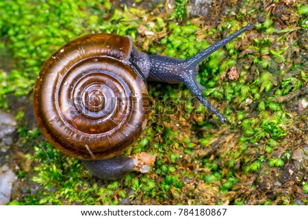 Brown glass small air-breathing land snail (Mollusca: Gastropoda: Gastrodontoidea: Oxychilidae: Oxychilinae: Oxychilus draparnaldi) crawling on a rock with green mold, amber shell and blue grey body