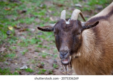 Brown Goat Chewing Close Up