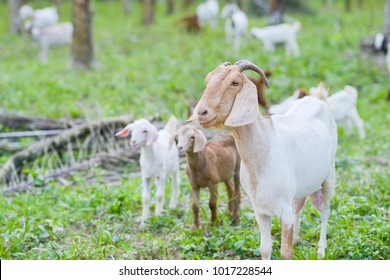 Brown goat in field, free. Steep goats.Goats eating grass,Goat on a pasture,Little goat portrai
