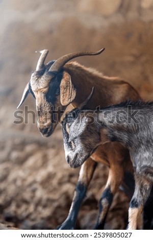 brown goat and gray goat interact inside a stable