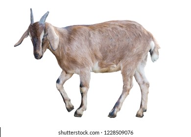 Brown Goat Isolated On White Background