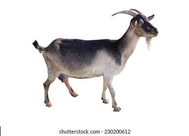 Brown Goat On A White Background