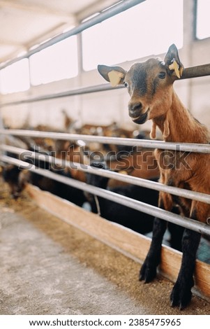 Brown goat peeks out from behind a fence and bleats while standing on its hind legs
