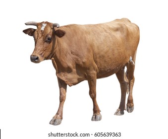brown going cow isolated on white background
