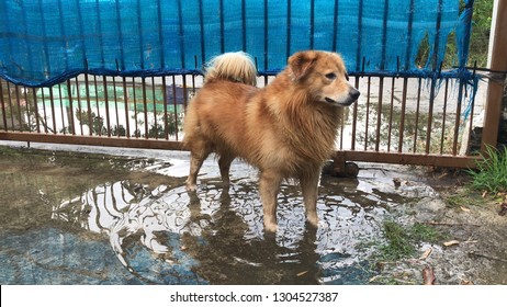 Brown Golden Retriever Dog Stay In The Dirty Flood After The Lot Rain, Be Careful Of Leptospirosis, It Can Be Infected By Contact With Water Or Mud With Germs By Germs.