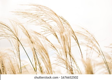 Brown golden tall grass grains wheat blowing in the wind against a white sky simple natural outdoors light bright - Powered by Shutterstock