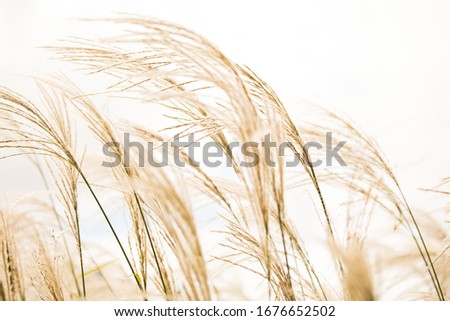 Brown golden tall grass grains wheat blowing in the wind against a white sky simple natural outdoors light bright